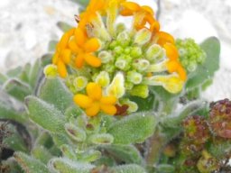 Manulea tomentosa young inflorescence